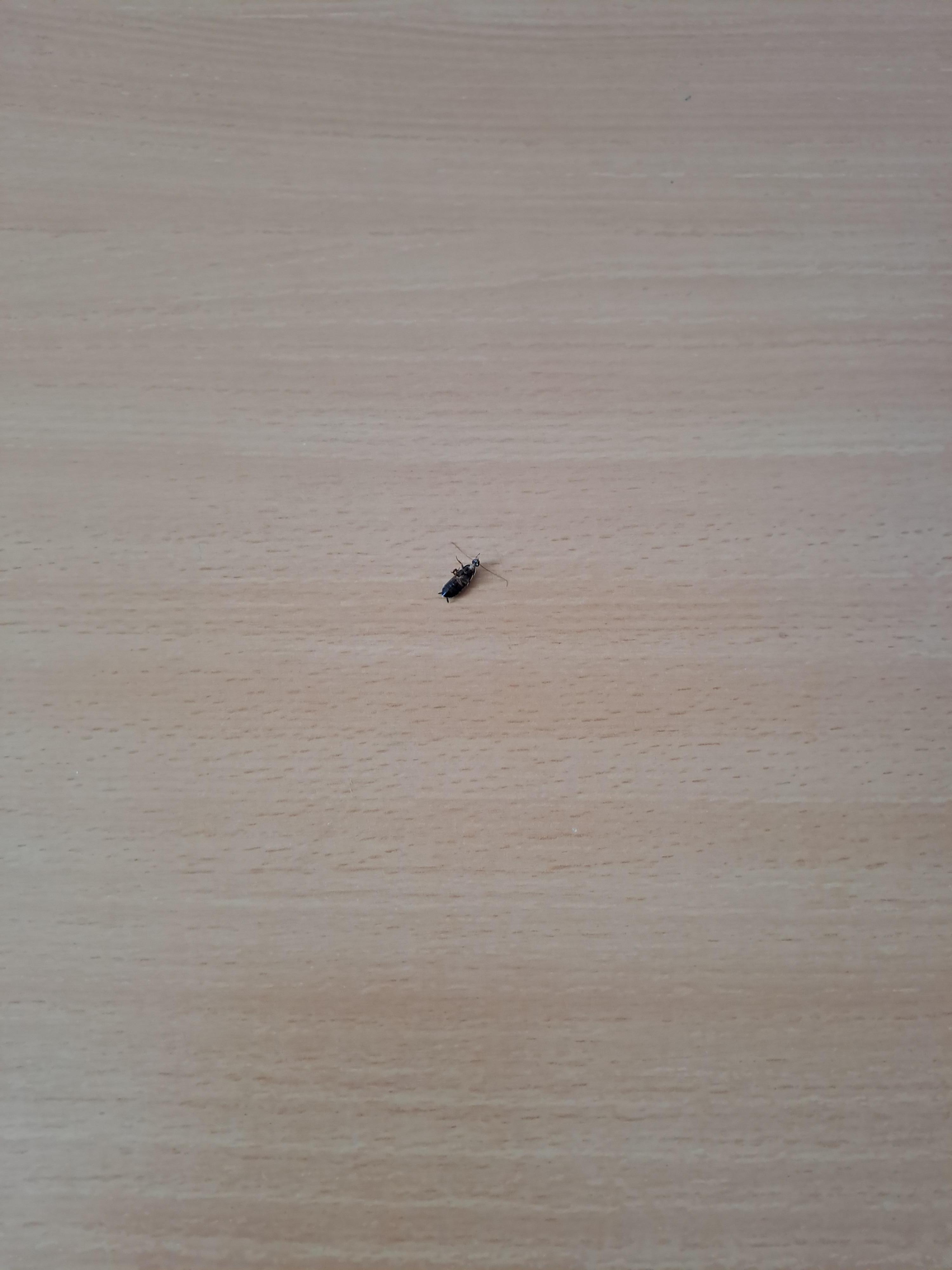 1 cafard mort sur la table