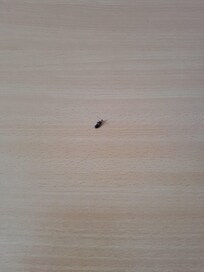 1 cafard mort sur la table