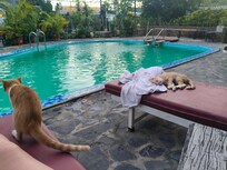 Loved the pool,. although it needed a good clean. The cats were super friendly đ