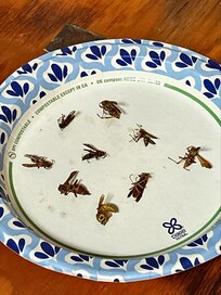 Will killed a few each day, not all made it to the plate. Killed a dozen and still had some in the Yurt on the last day.