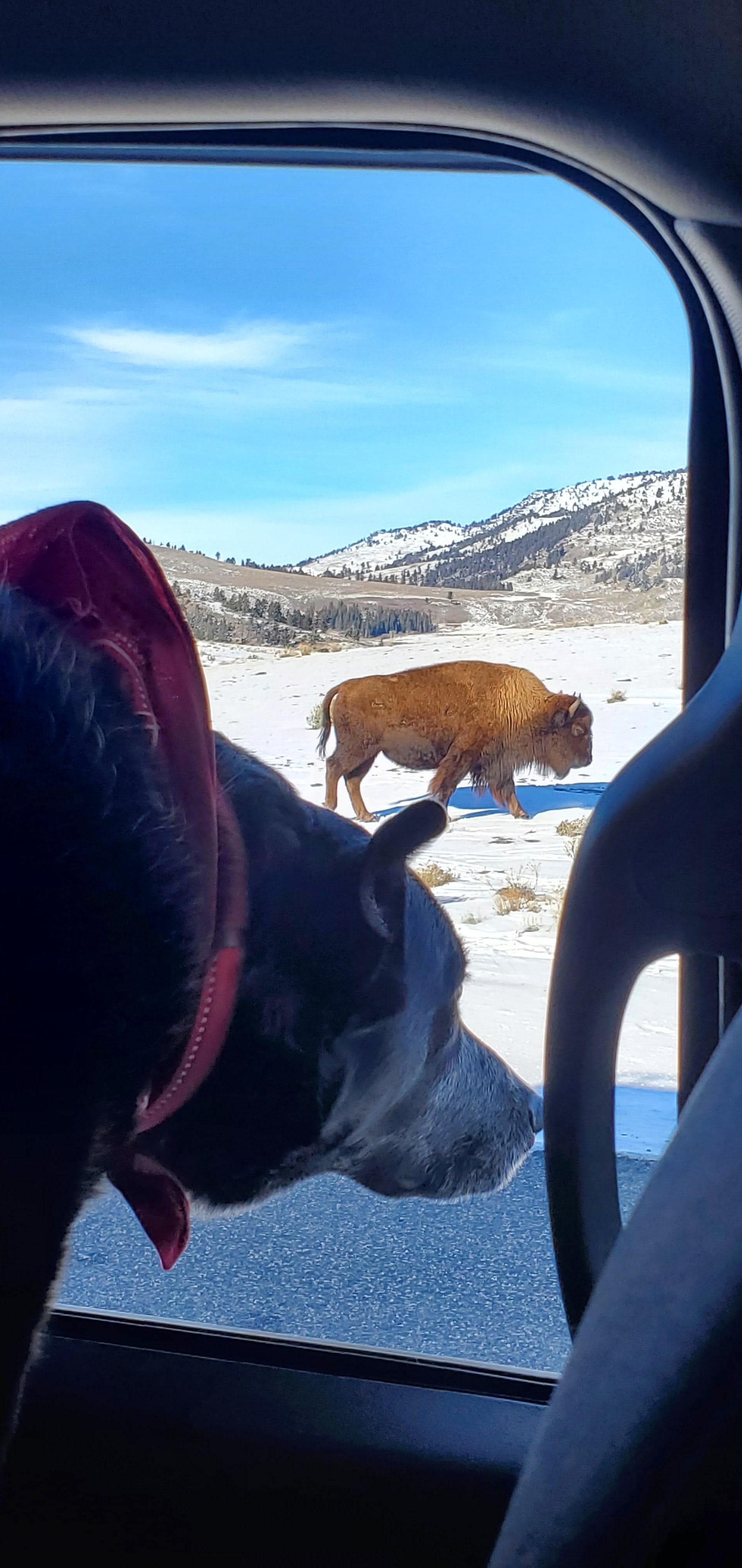Yellowstone roadside Bison