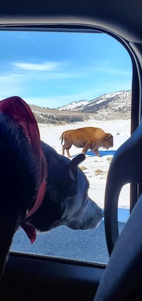 Yellowstone roadside Bison
