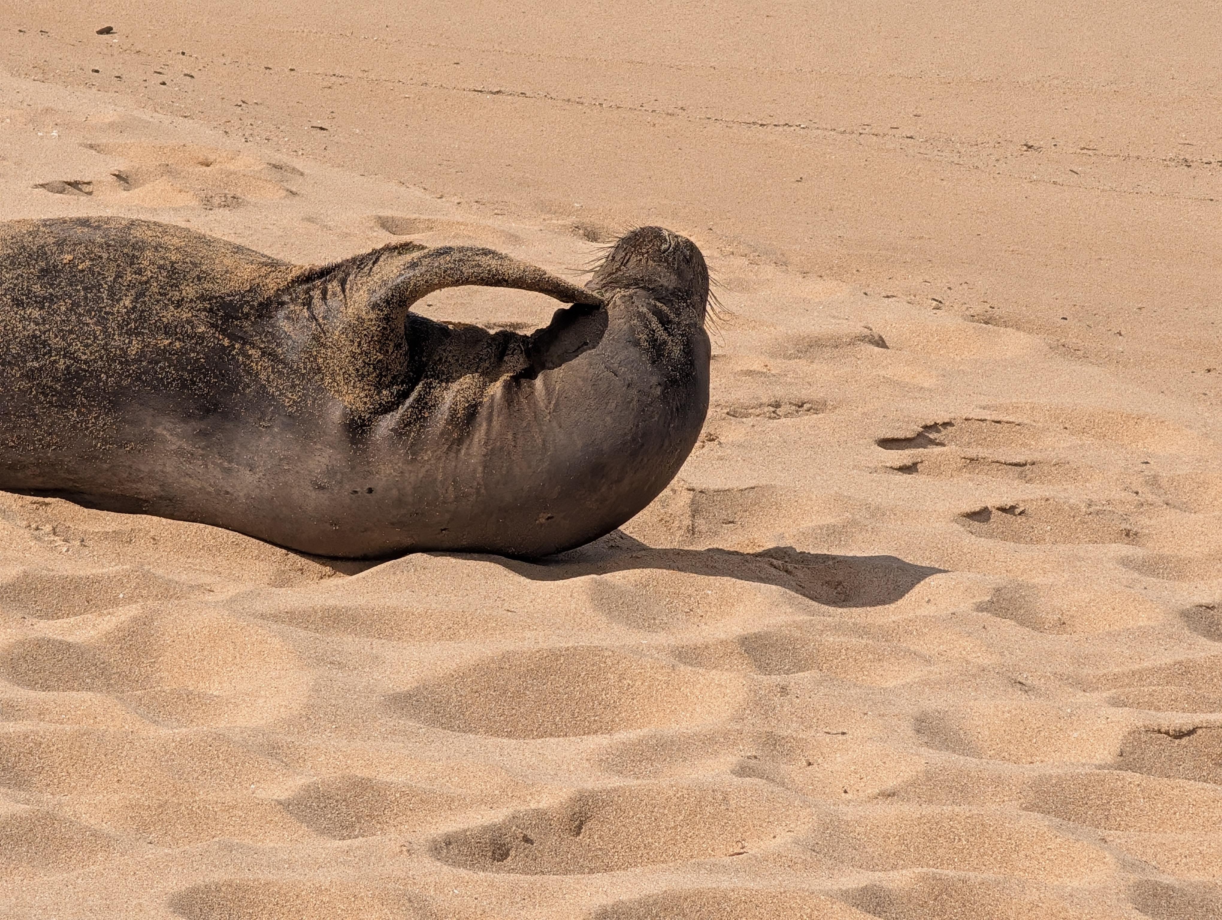 Hawaiian Monk Seal, we also saw turtles, deer and a Ray from the lanai