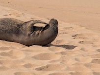 Hawaiian Monk Seal, we also saw turtles, deer and a Ray from the lanai