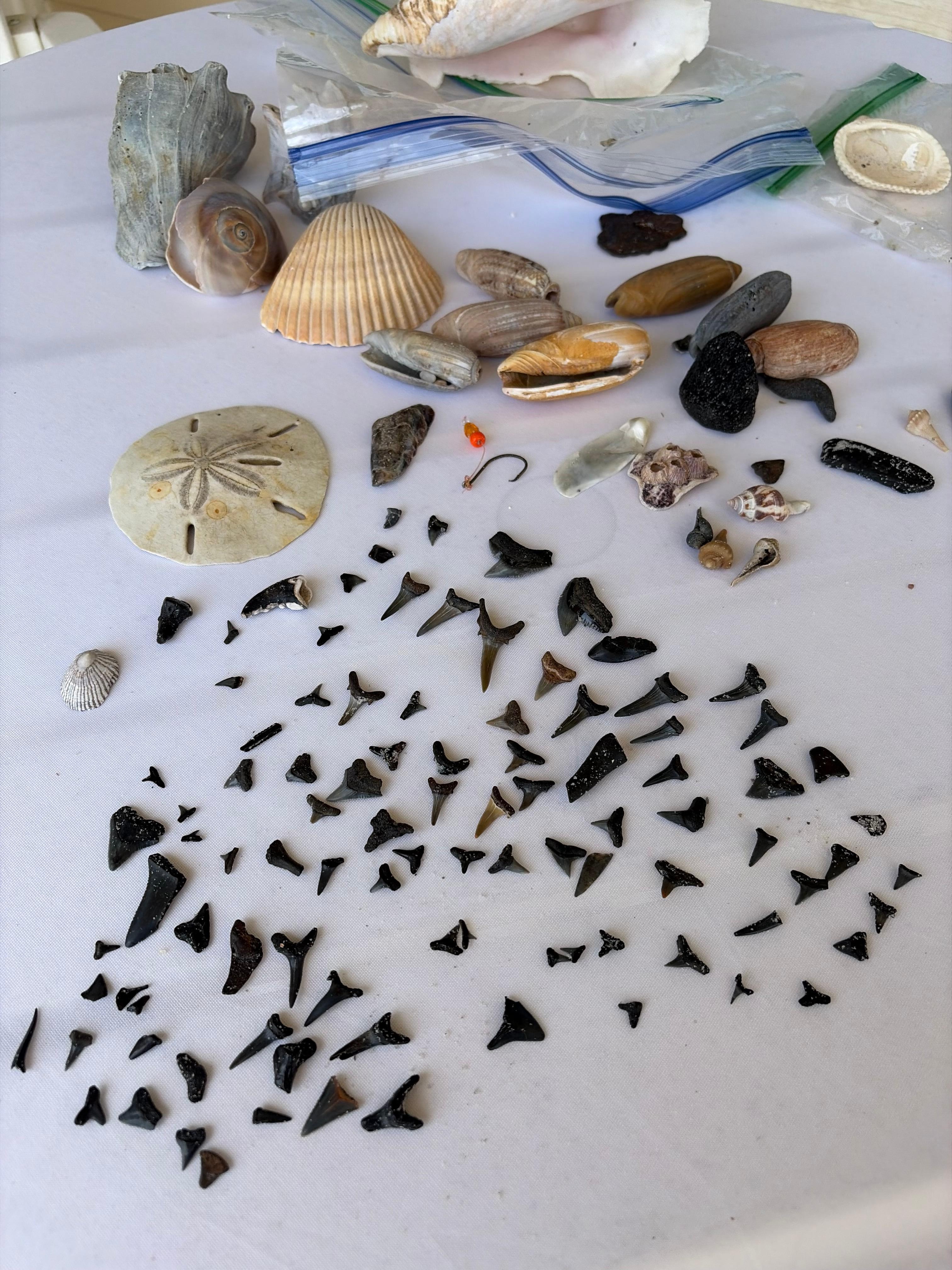 Beach loaded with treasure!