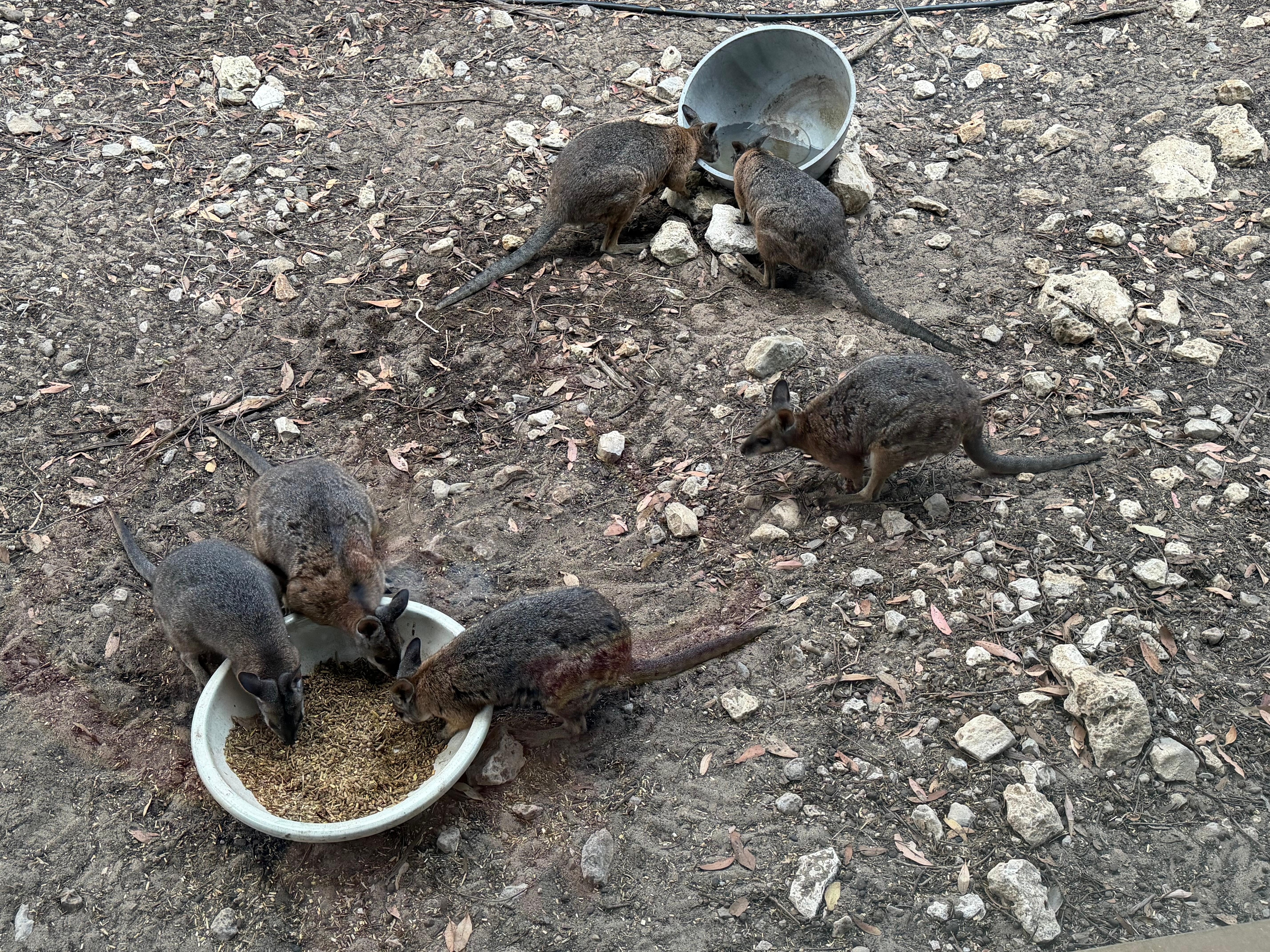 Wallabies having some dinner 
