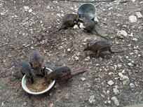 Wallabies having some dinner