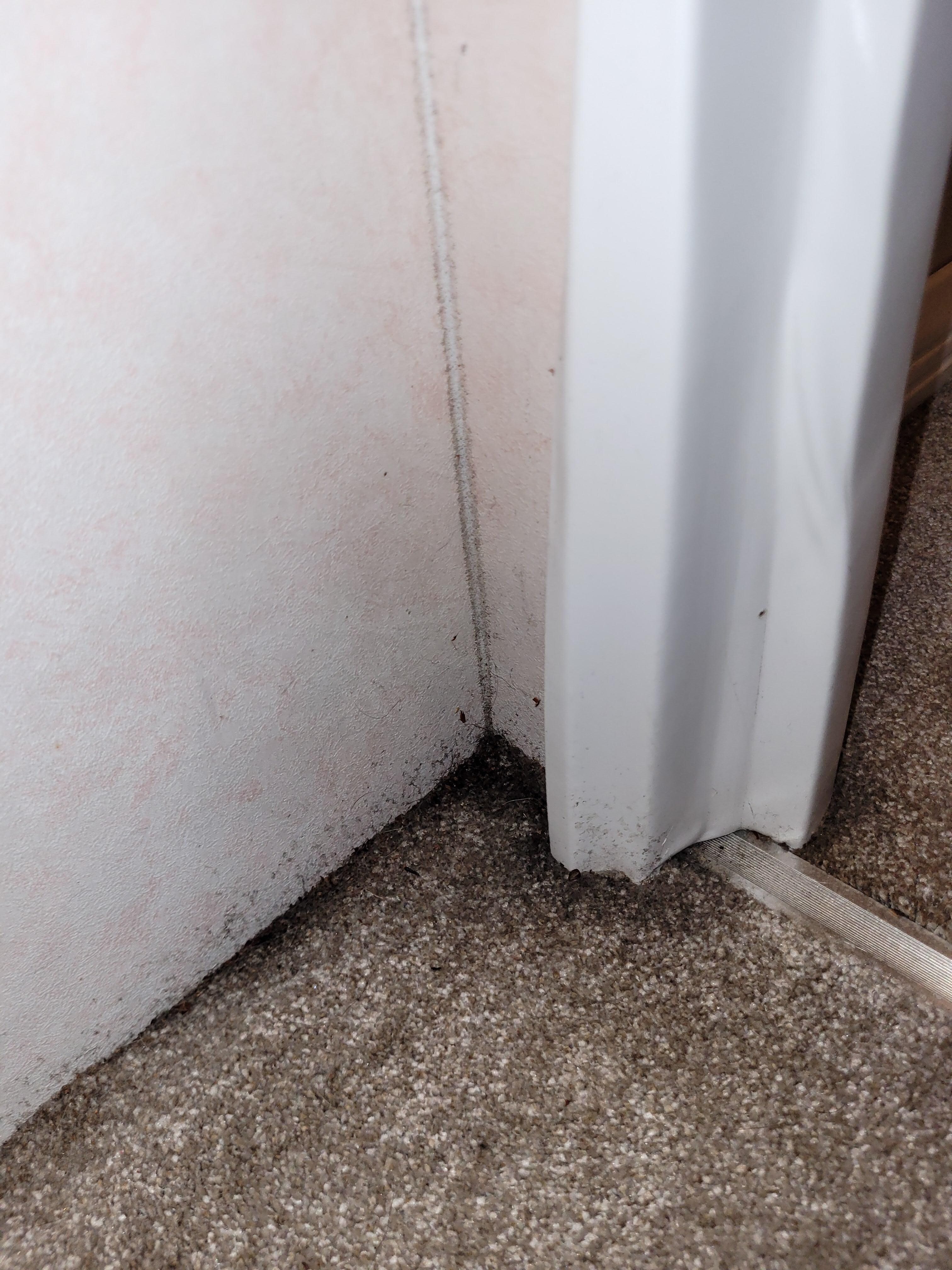 Mold creeping through carpet, master bedroom door frame - 2