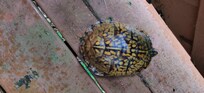 Eastern Box Turtle