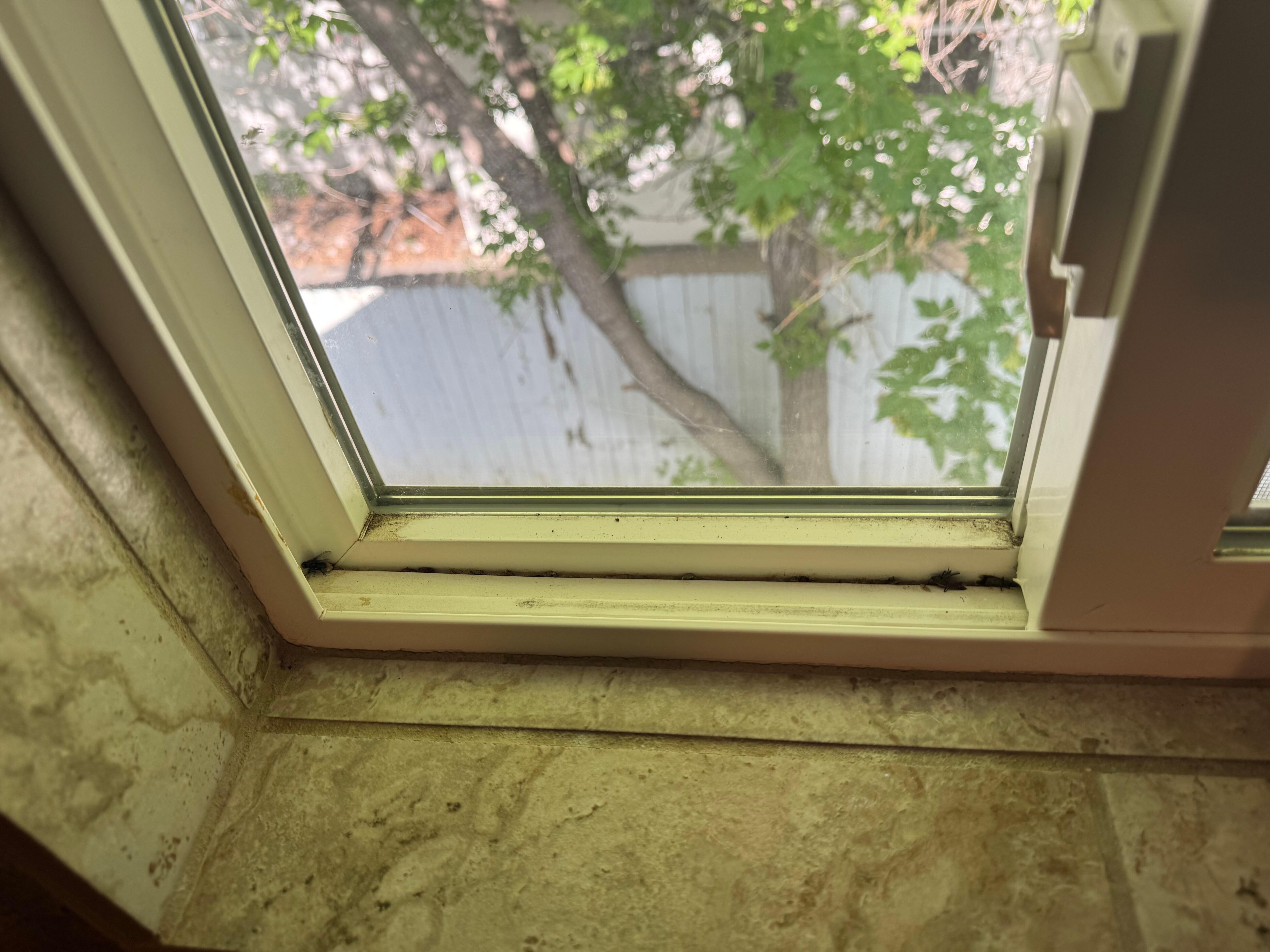 Dead flys in window sill 