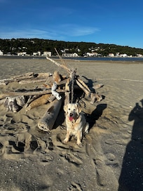 Löwe am Strand