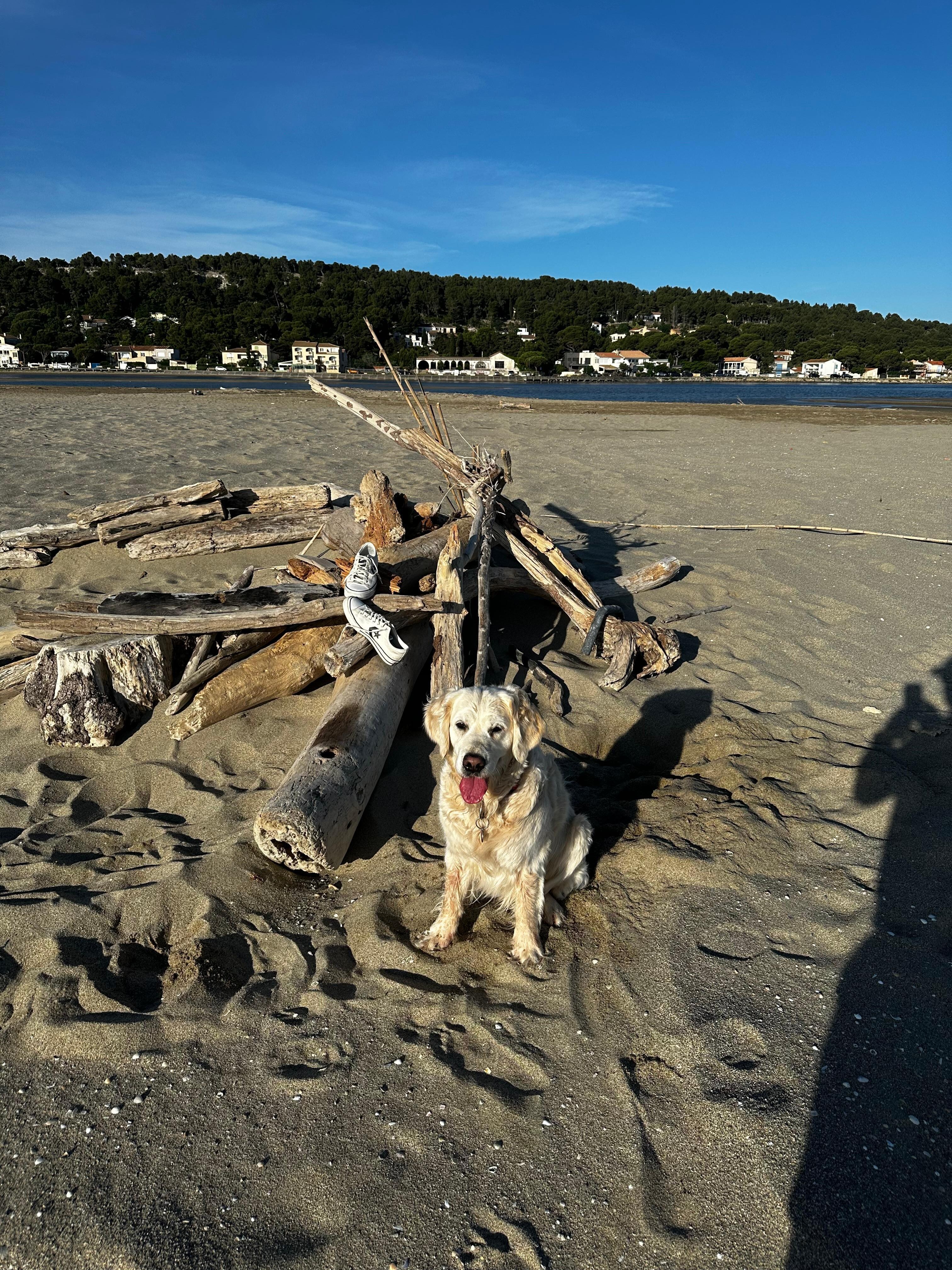 Löwe am Strand