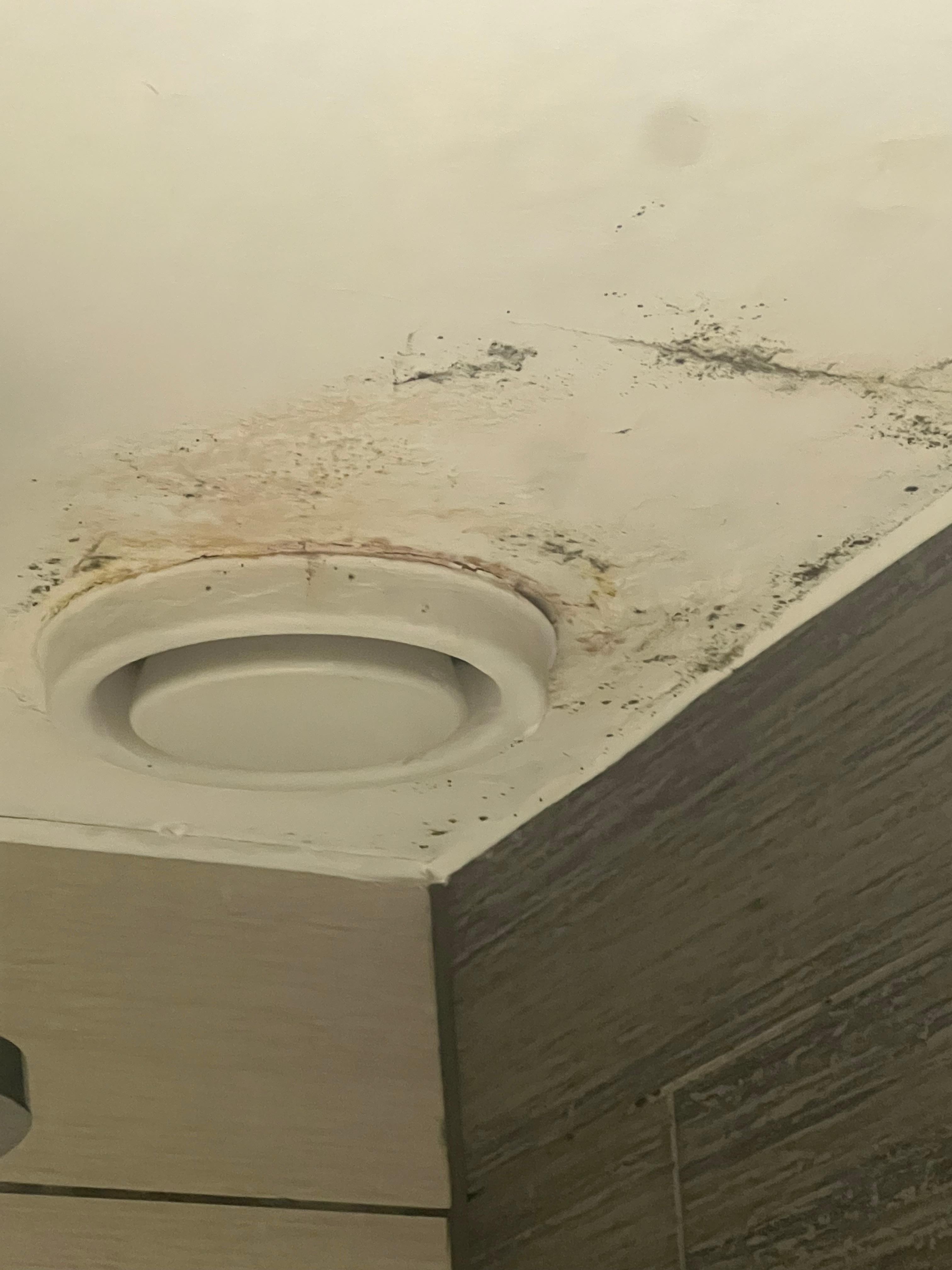 Signs of damp and mould not a healthy environment 