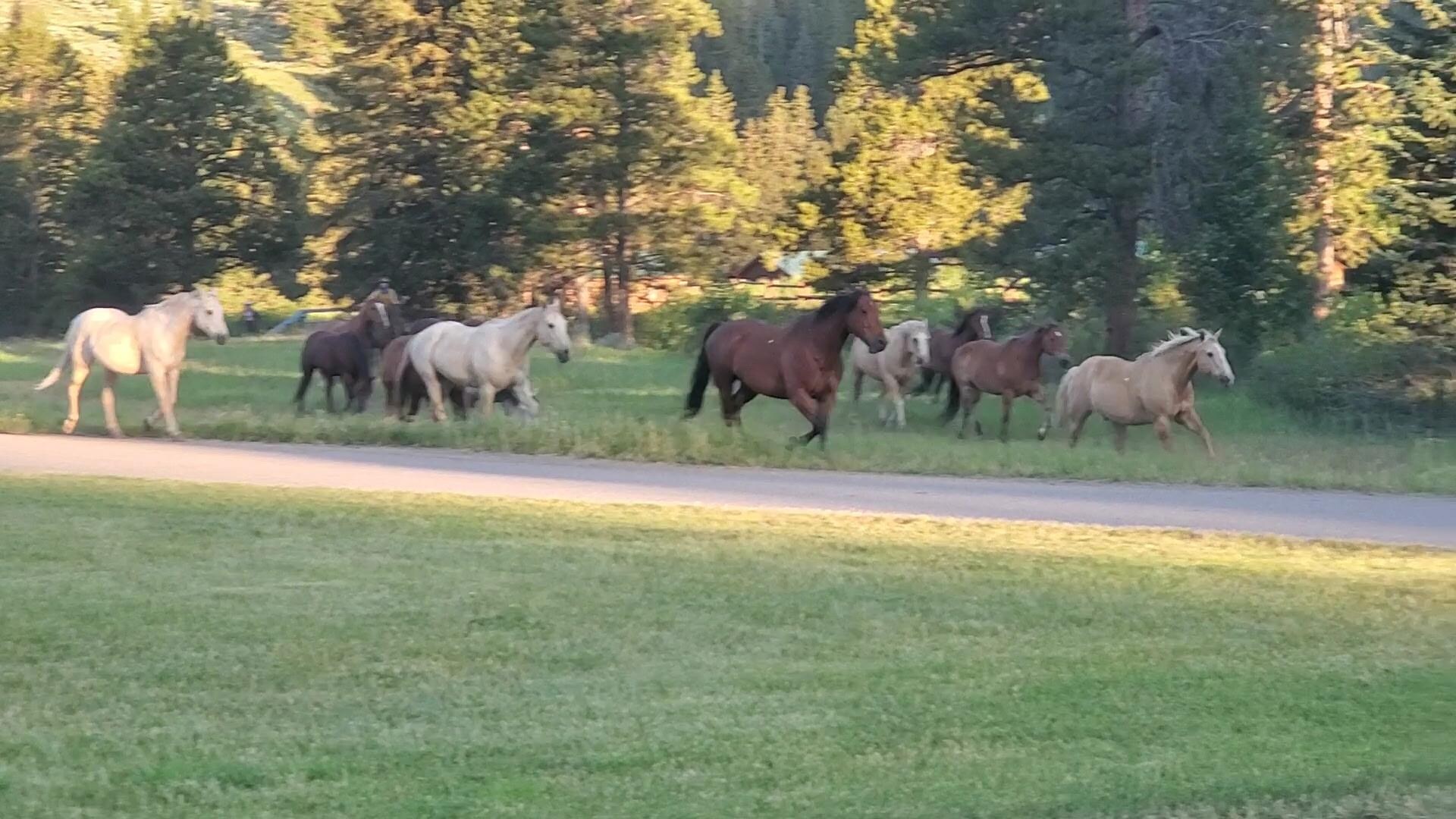 Horses coming in