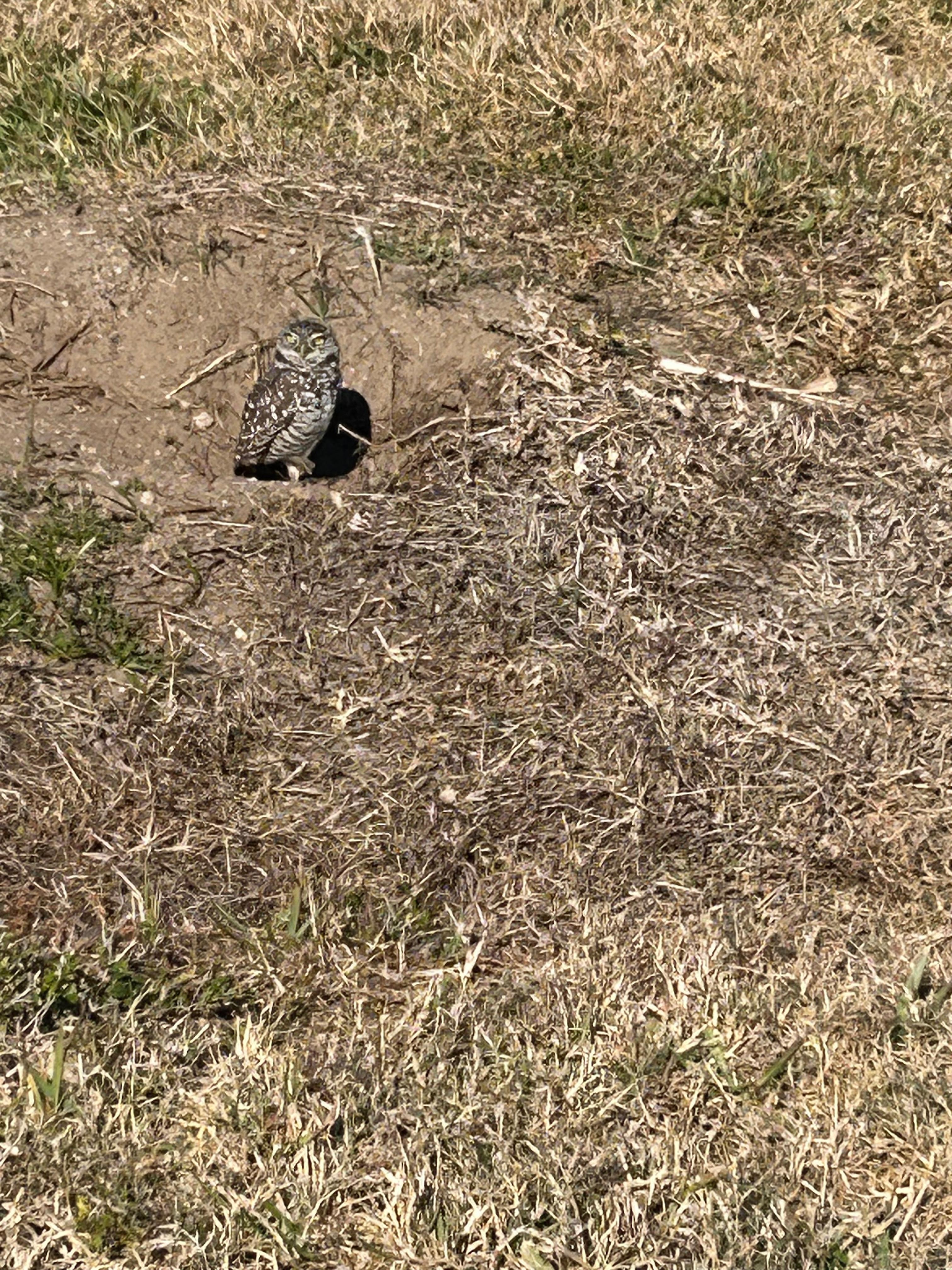 Burrowing owls in the Cape Coral area 