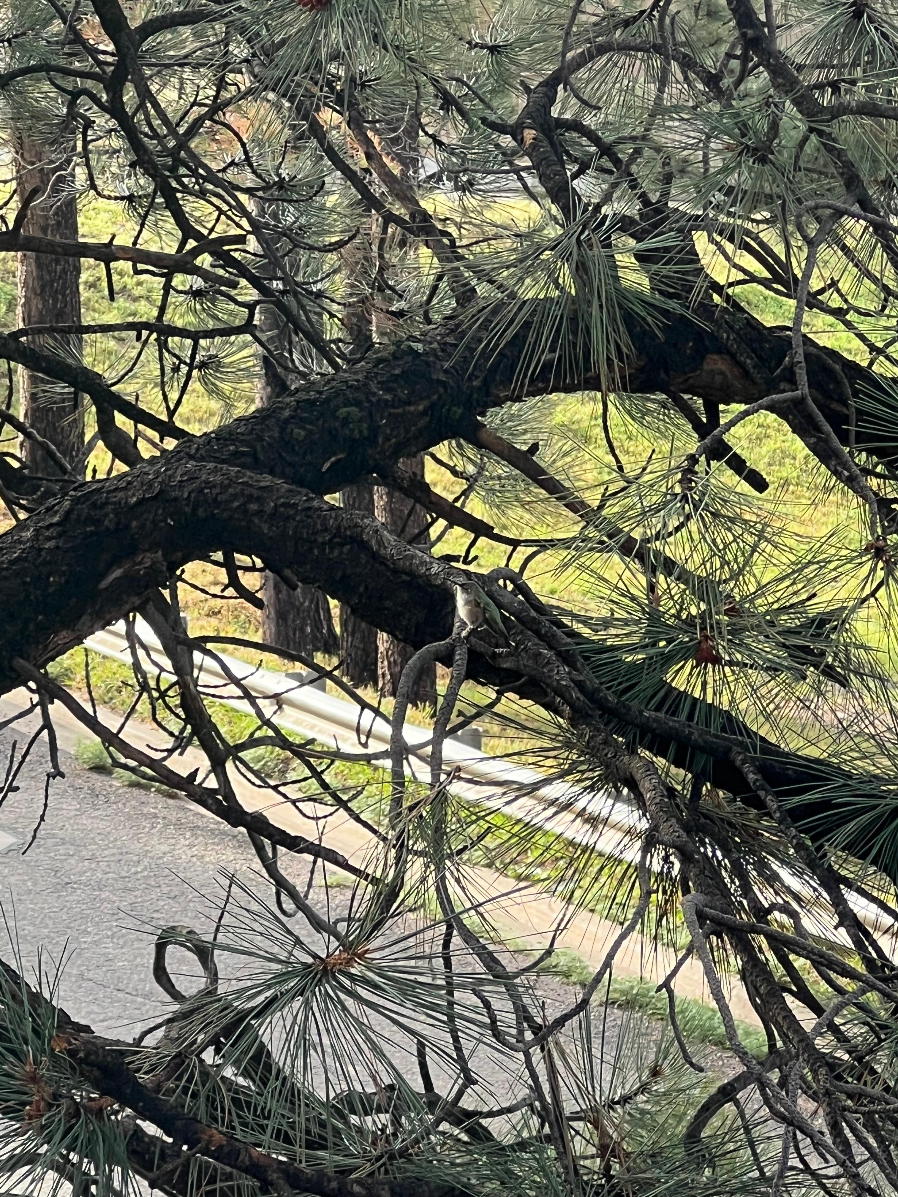 If look very closely, you’ll see a hummingbird resting on a limb! 