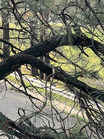 If look very closely, you’ll see a hummingbird resting on a limb!
