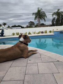 Ziggy loved chillaxin by the pool 🐾❤️🐾