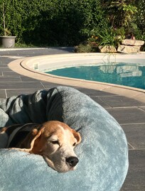 Hundefreundlich