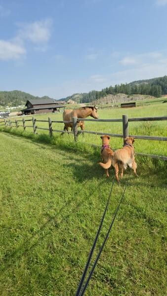 Horses close to the cabin