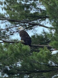 One of the adult eagles.