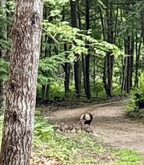 This little turkey family came to see us every day