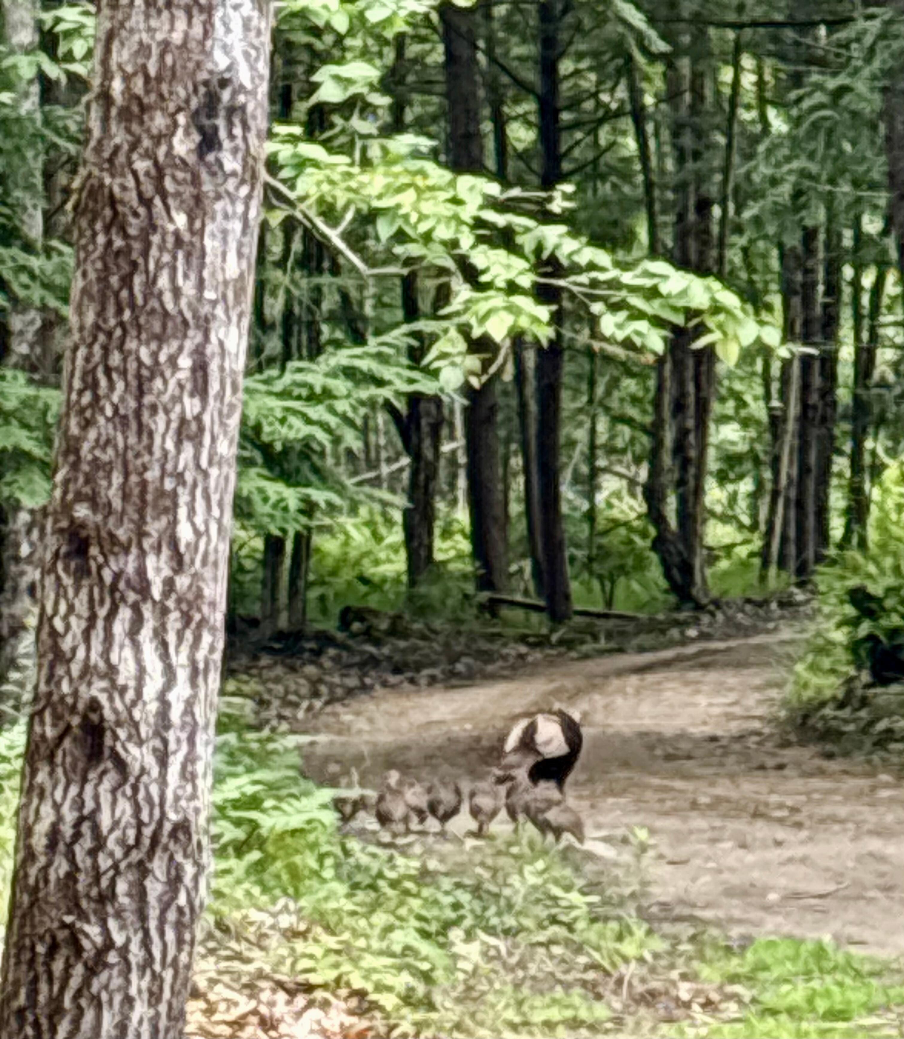 This little turkey family came to see us every day