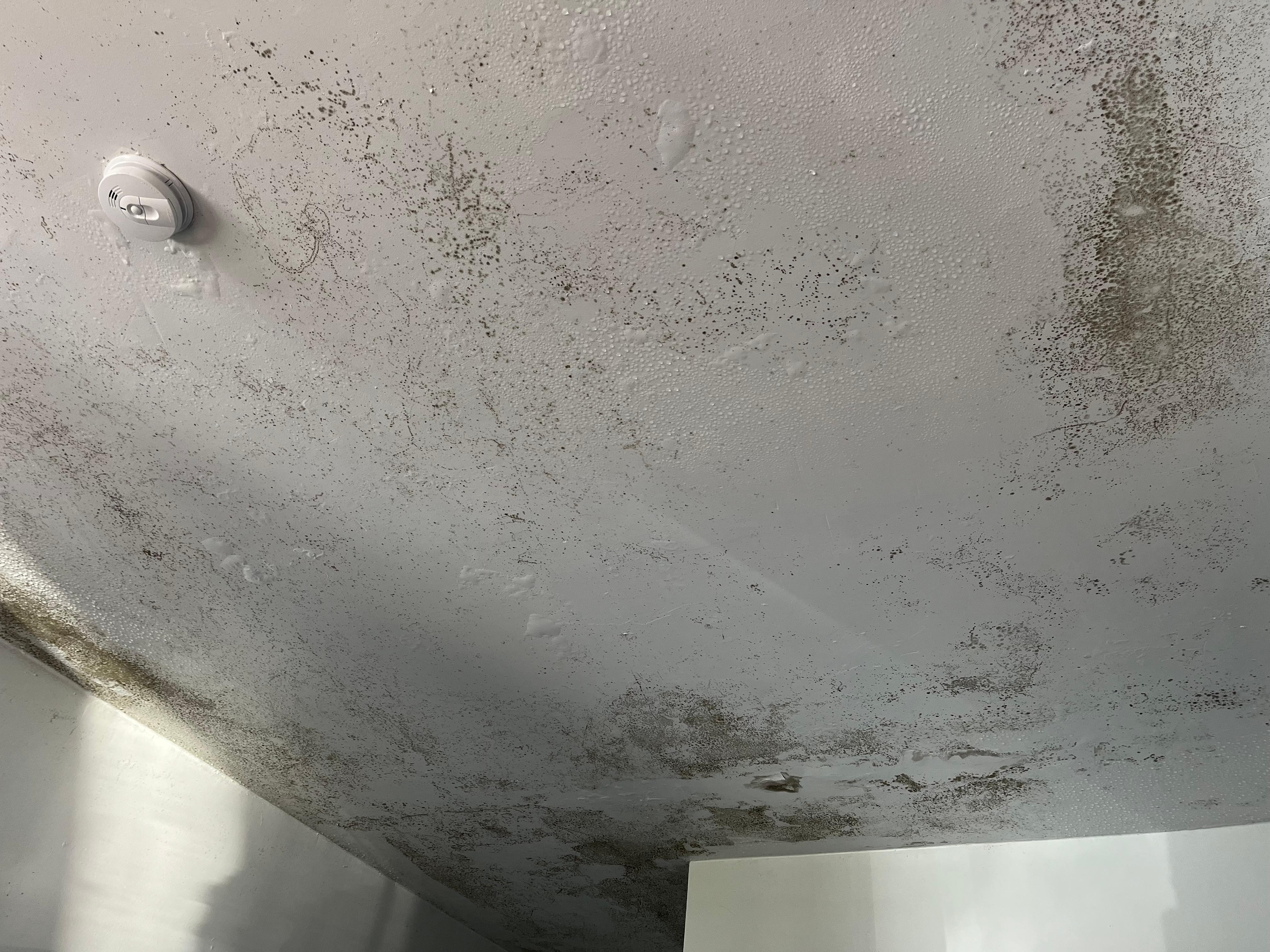Leaky ceiling mold