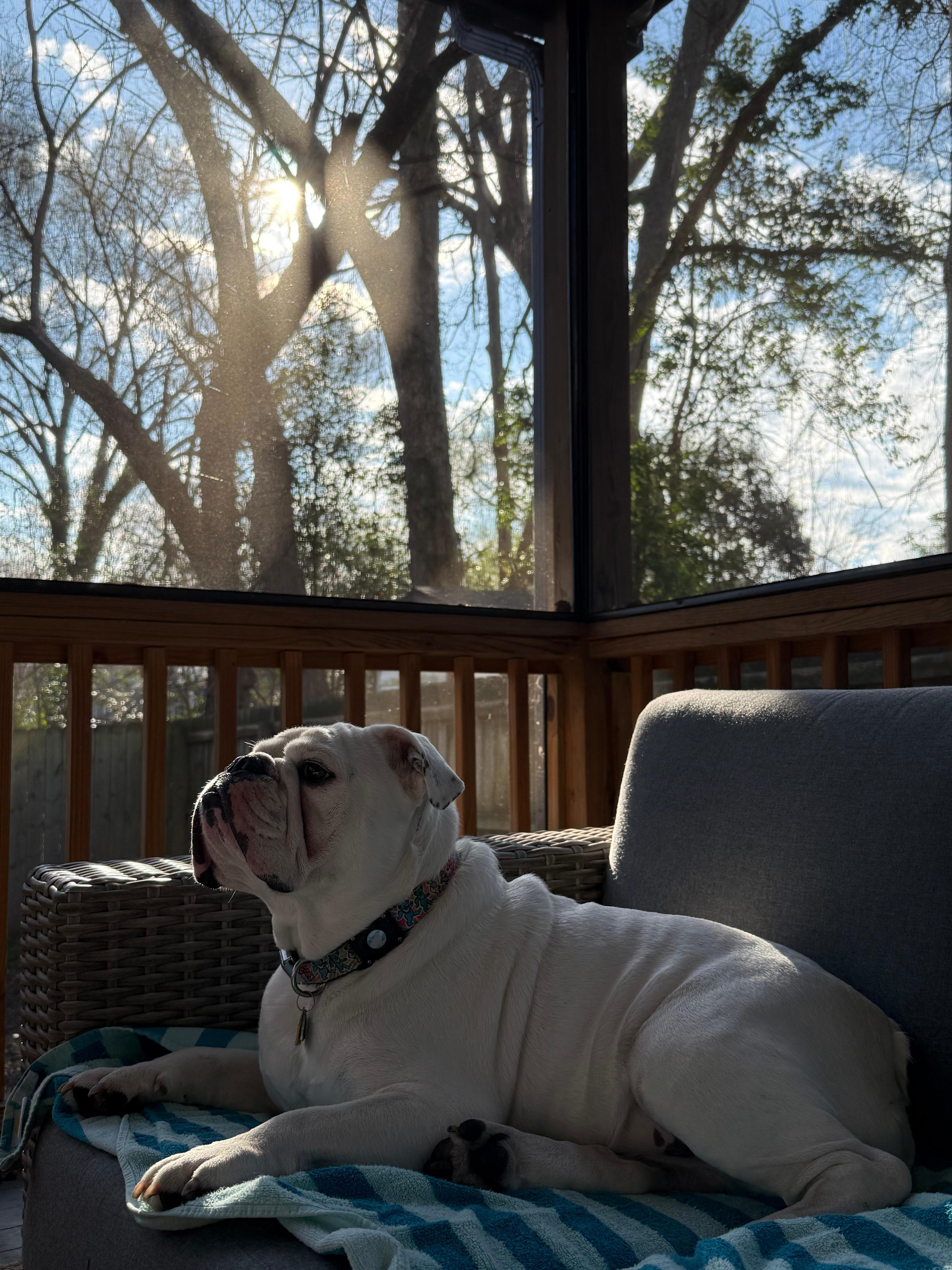 Hoover enjoying a beautiful Carolina morning on the screened in porch.