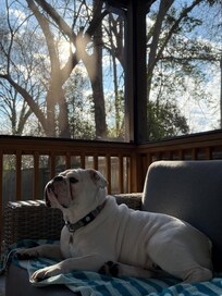 Hoover enjoying a beautiful Carolina morning on the screened in porch.