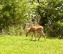 Fawn