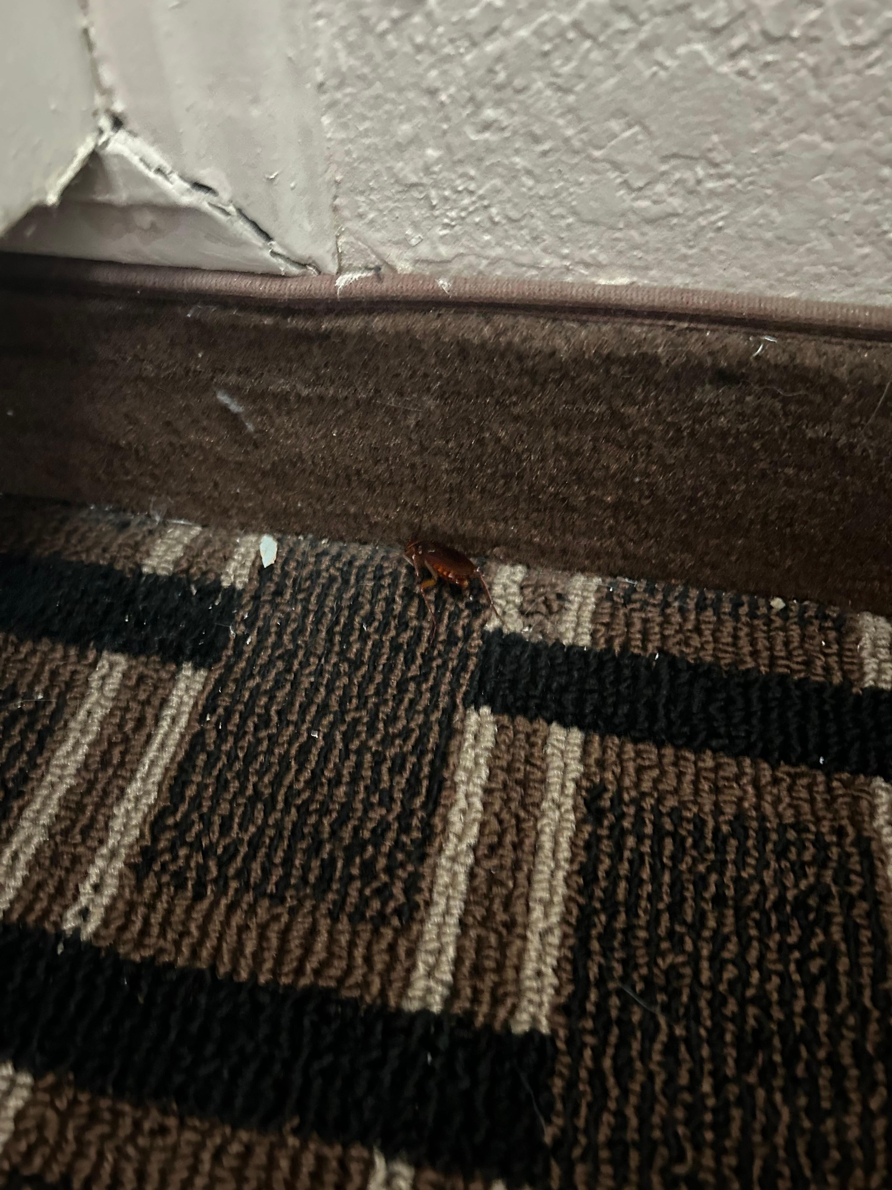 roach 