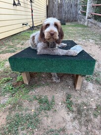 Corn hole and pet friendly !