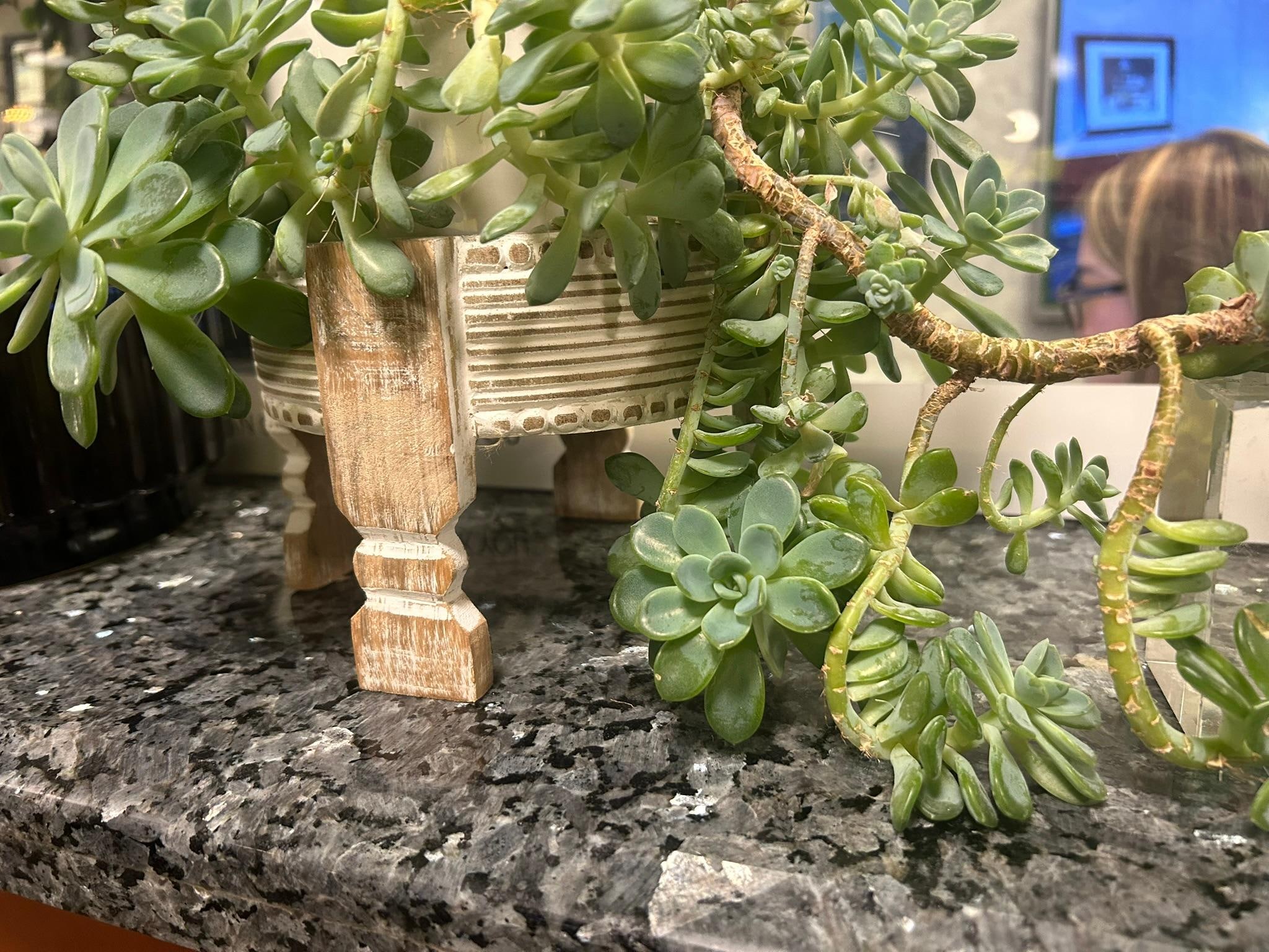 Plant Zen at Check in