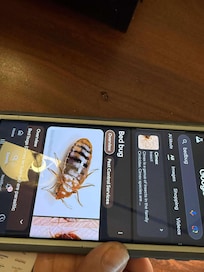 Bug shell looks like bedbug