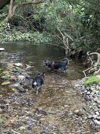 Onsite Creek