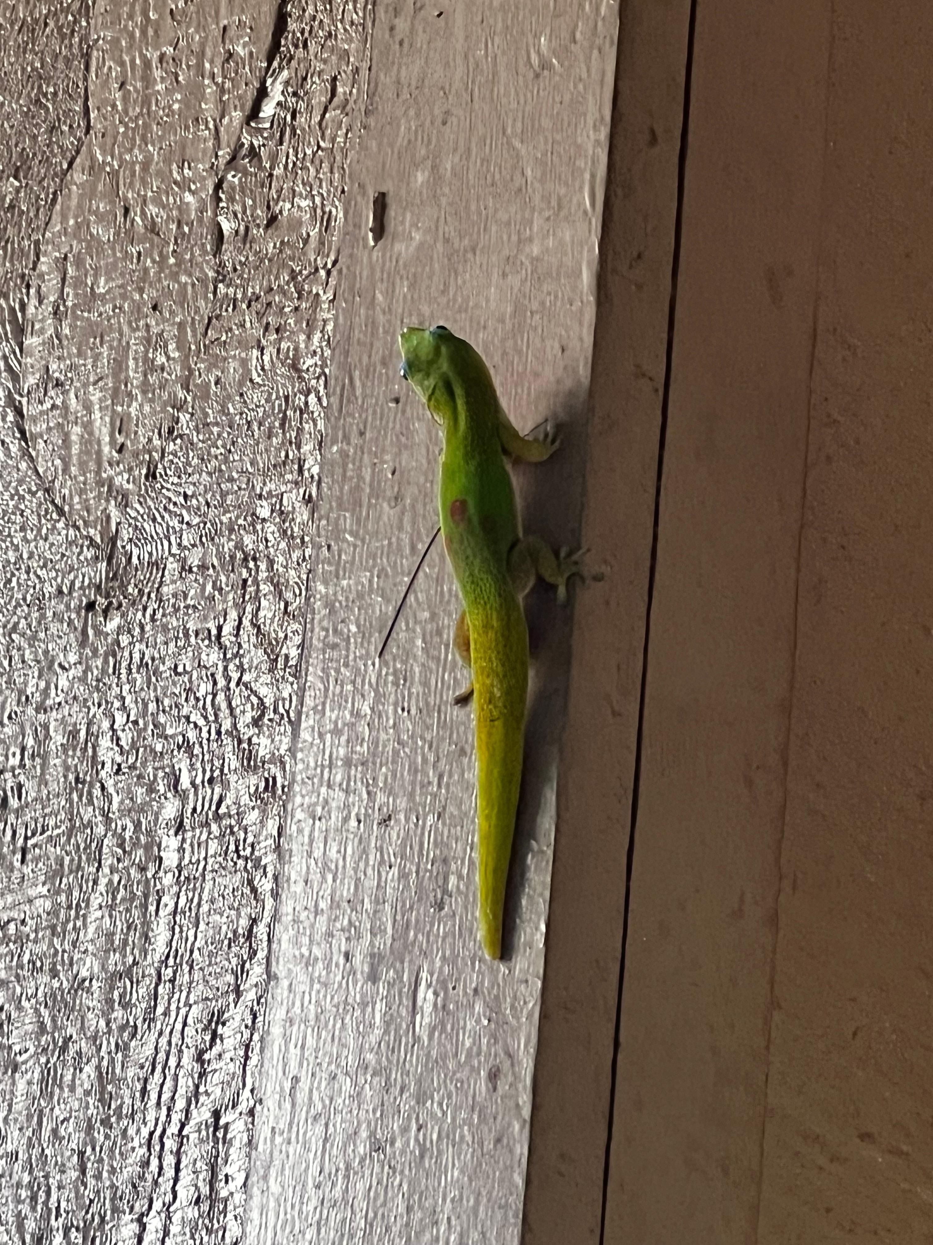 Little guy is helping getting rid of bugs around the property 