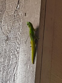 Little guy is helping getting rid of bugs around the property