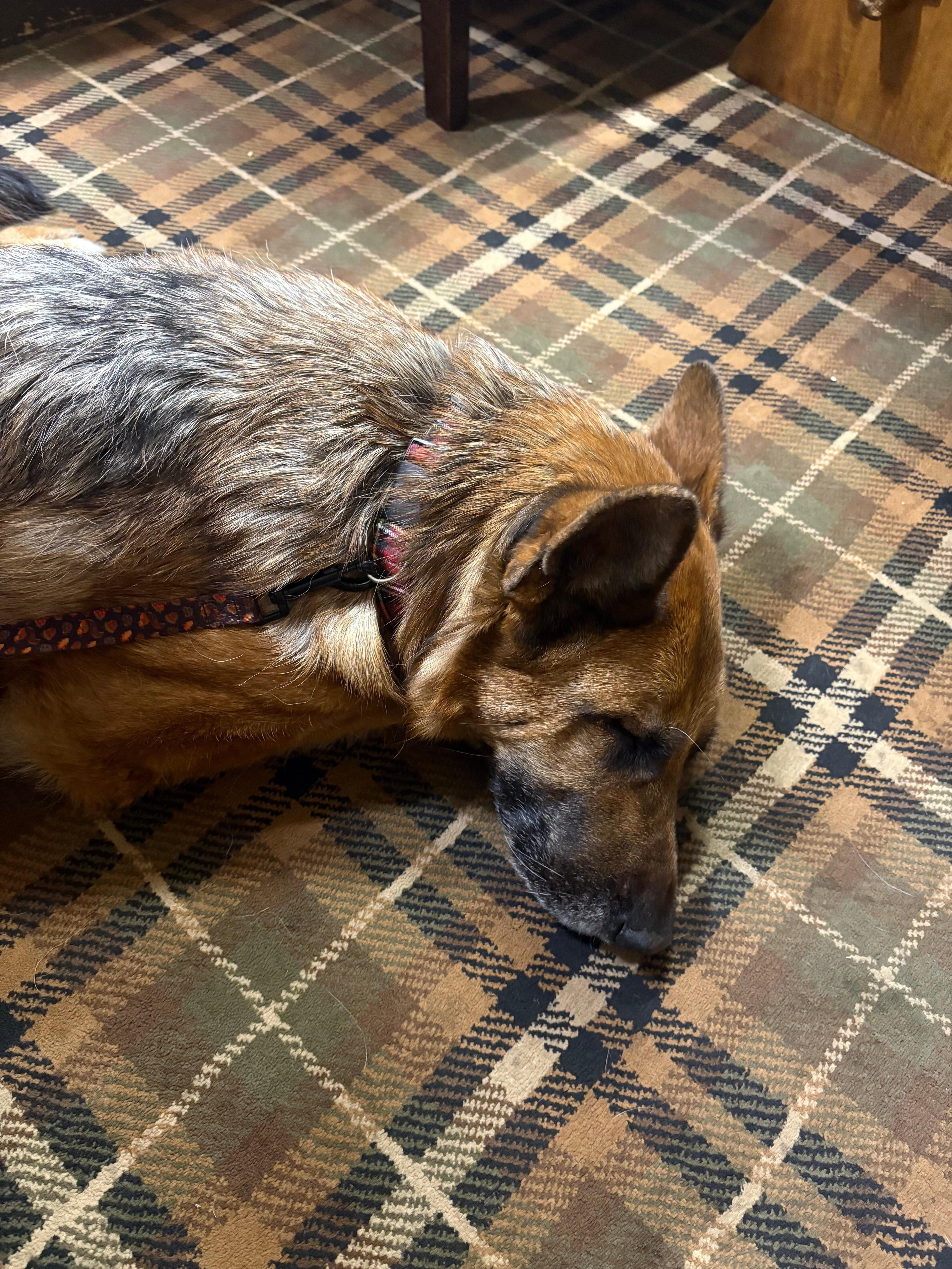 Sound asleep in the bar after a gorgeous walk at Wooler Common 
