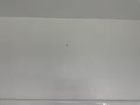 Fruit fly… there also was spiders but they got away