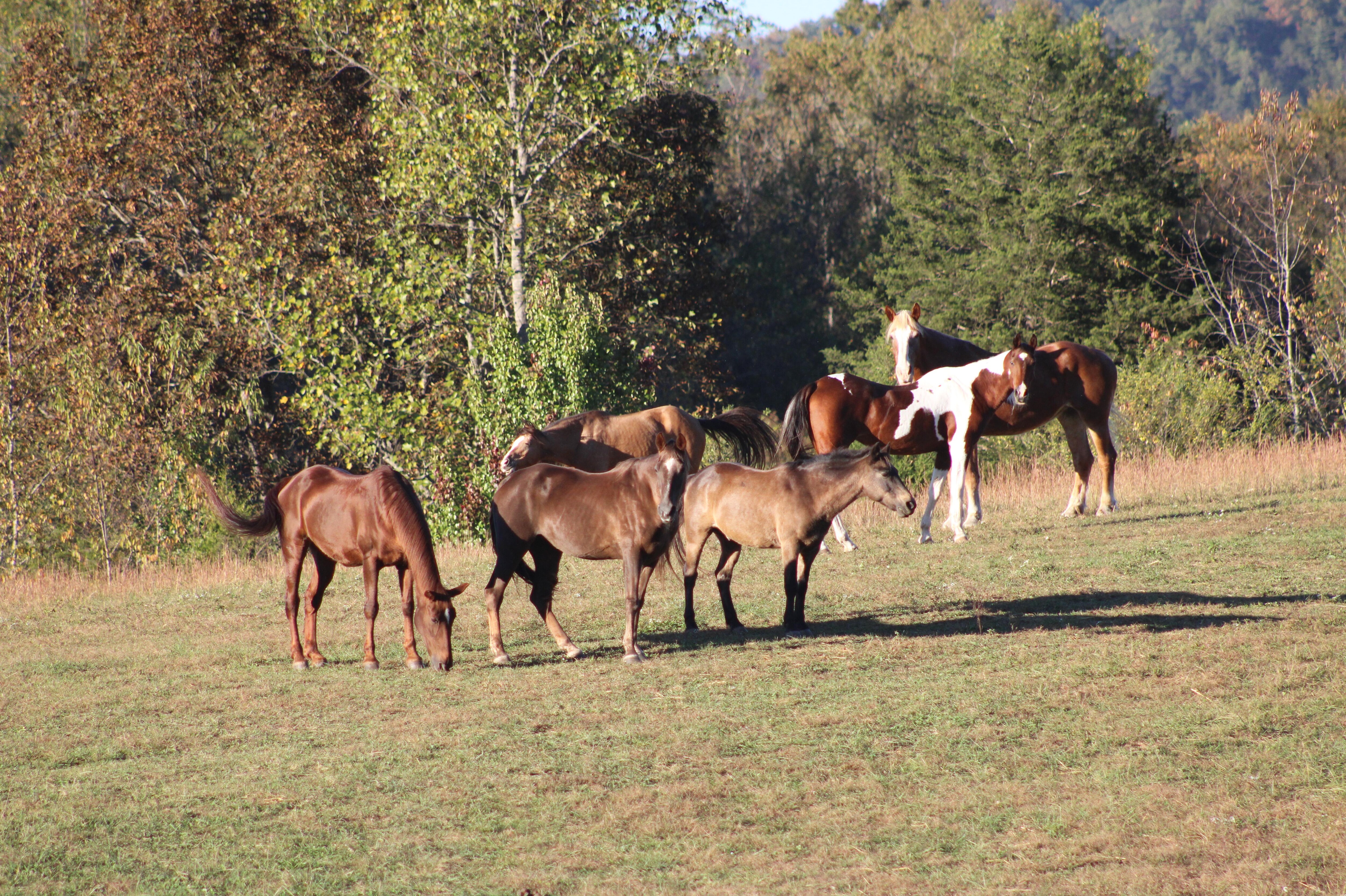 Horses in the pasture