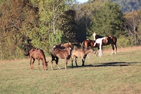 Horses in the pasture