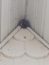 Hornet's nest over front door