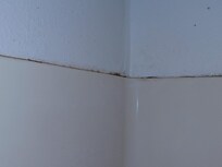 Mold in the shower(2)