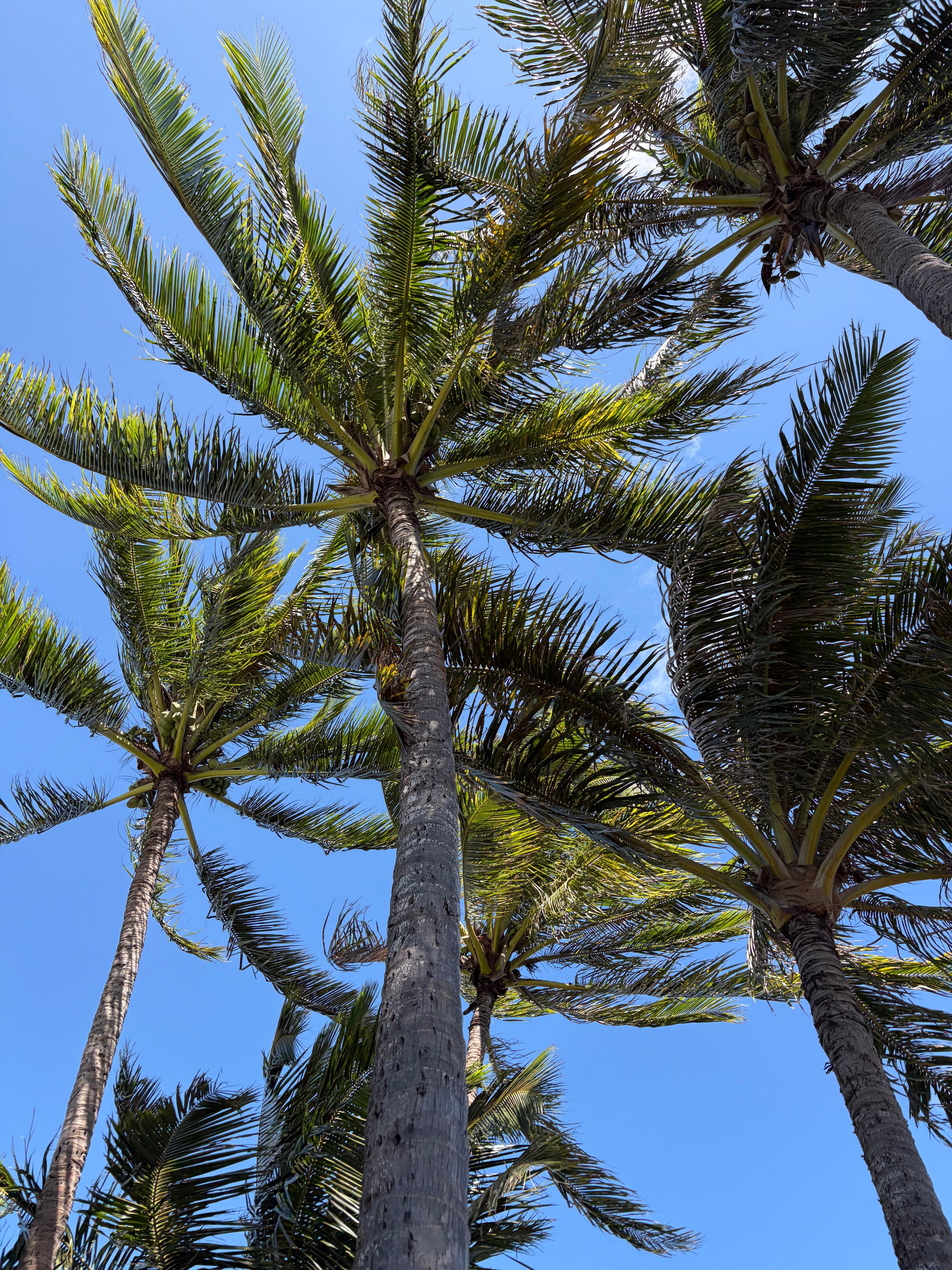 View from the hammock, my favorite afternoon destination 
