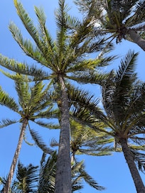 View from the hammock, my favorite afternoon destination