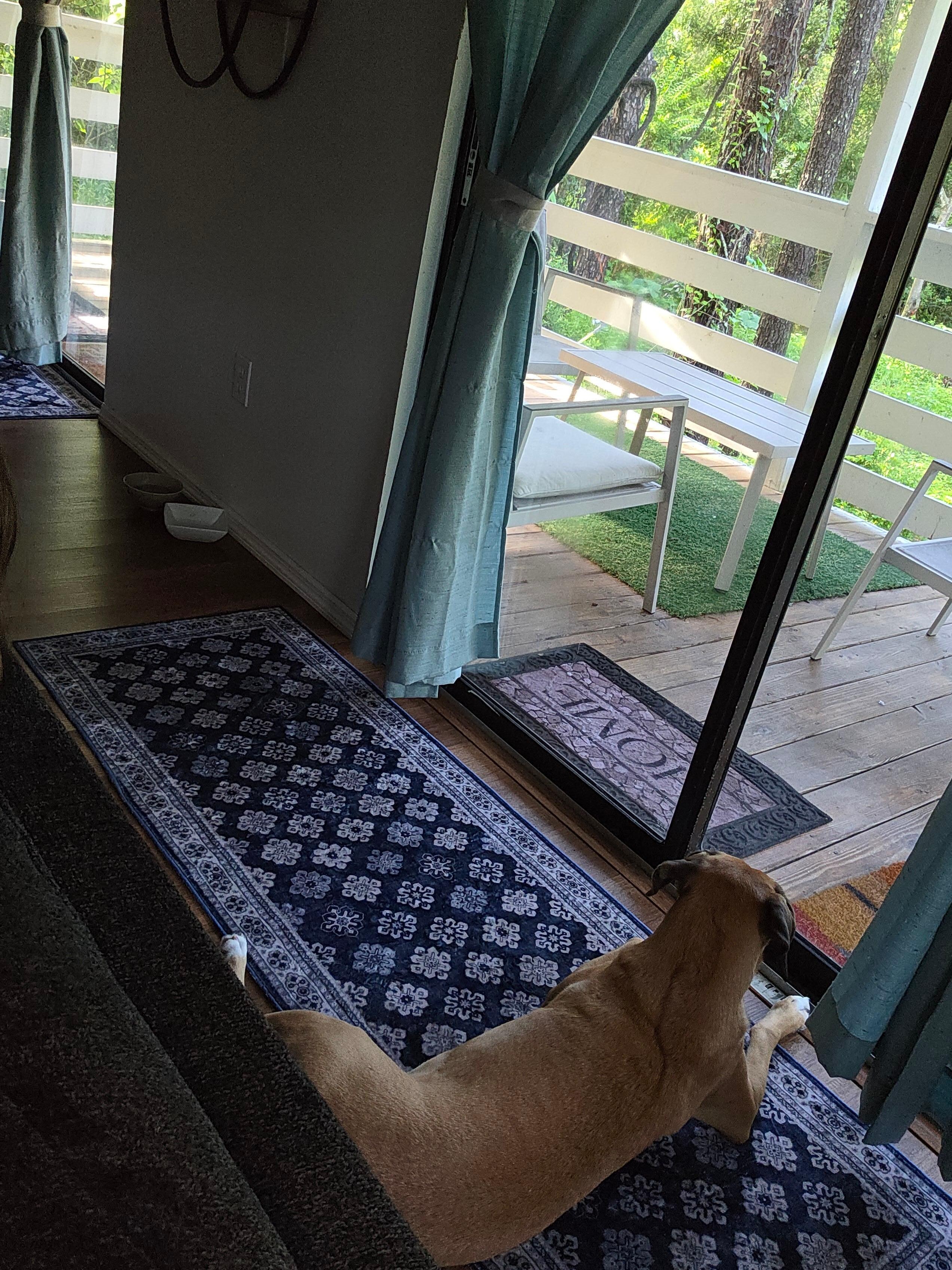 Ellie liked watching the kitties too :P