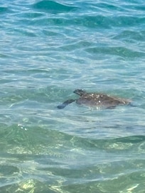 Turtle spotted at the beach in front of the hotel