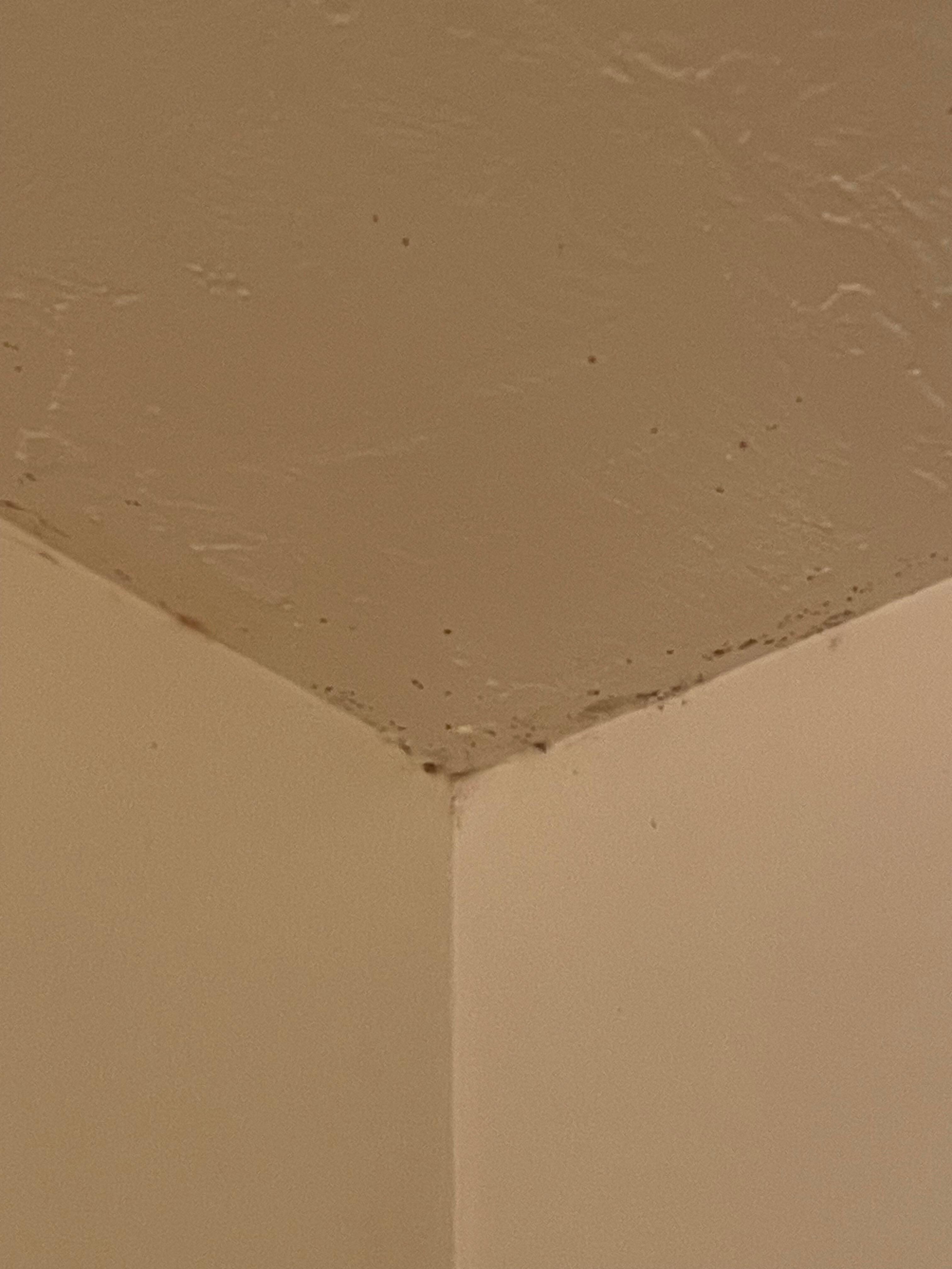 Mold in the bathroom 