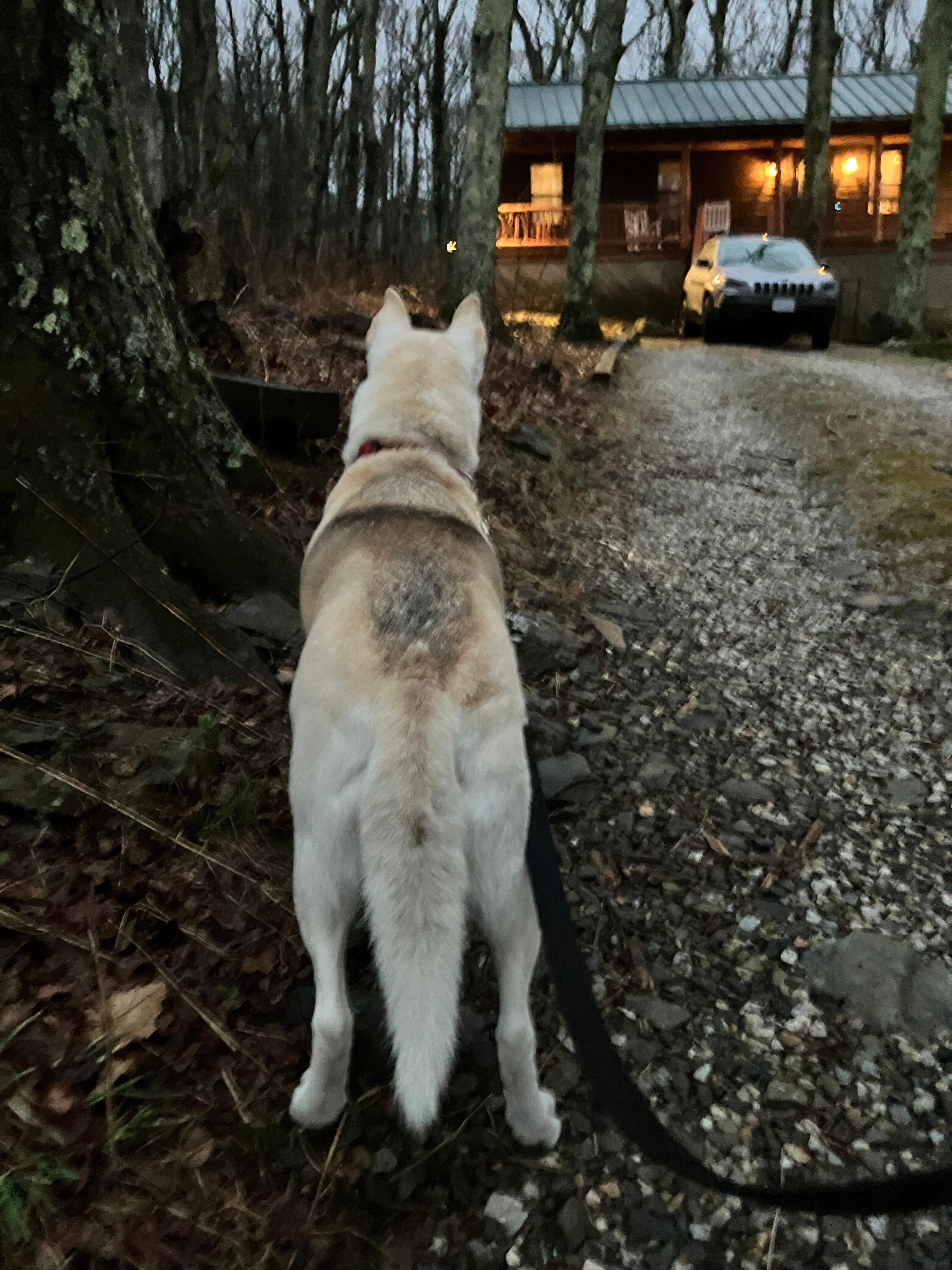 Dog-friendly cottage